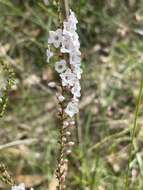 Imagem de Epacris microphylla R. Br.