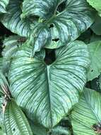 Image of Philodendron mamei André