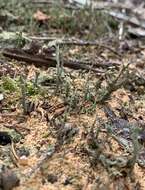 Слика од Cladonia farinacea (Vain.) A. Evans