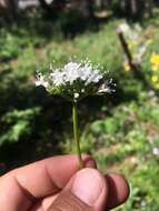 Image of Cordilleran Valerian