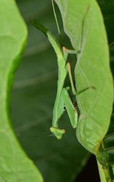 Image of Stagmomantis theophila Rehn 1904