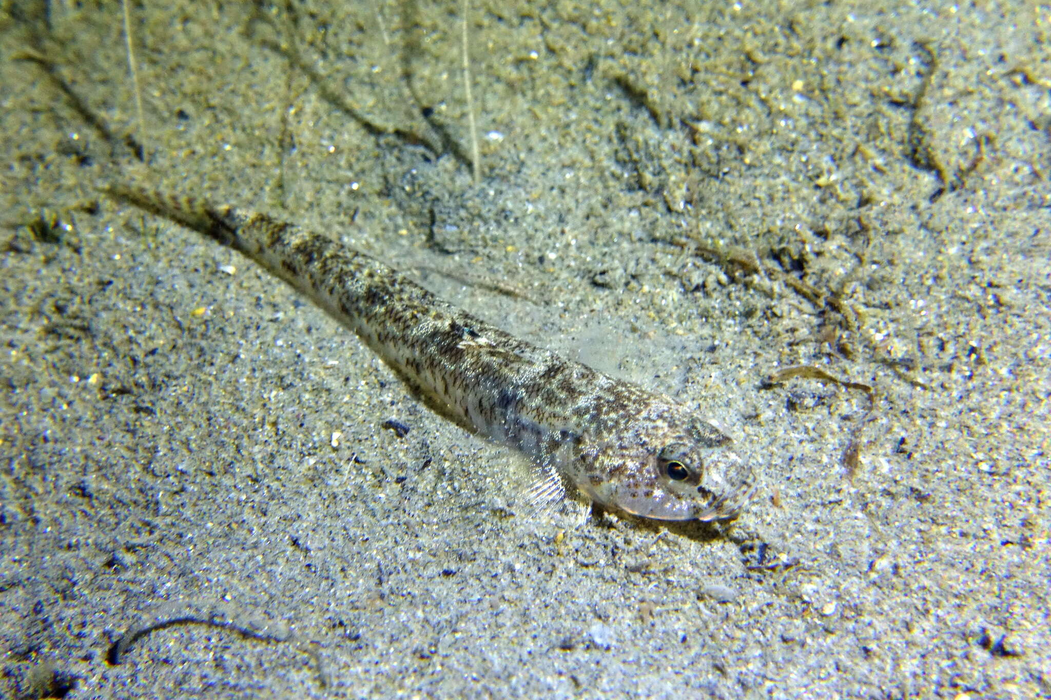 Image of Sand Goby