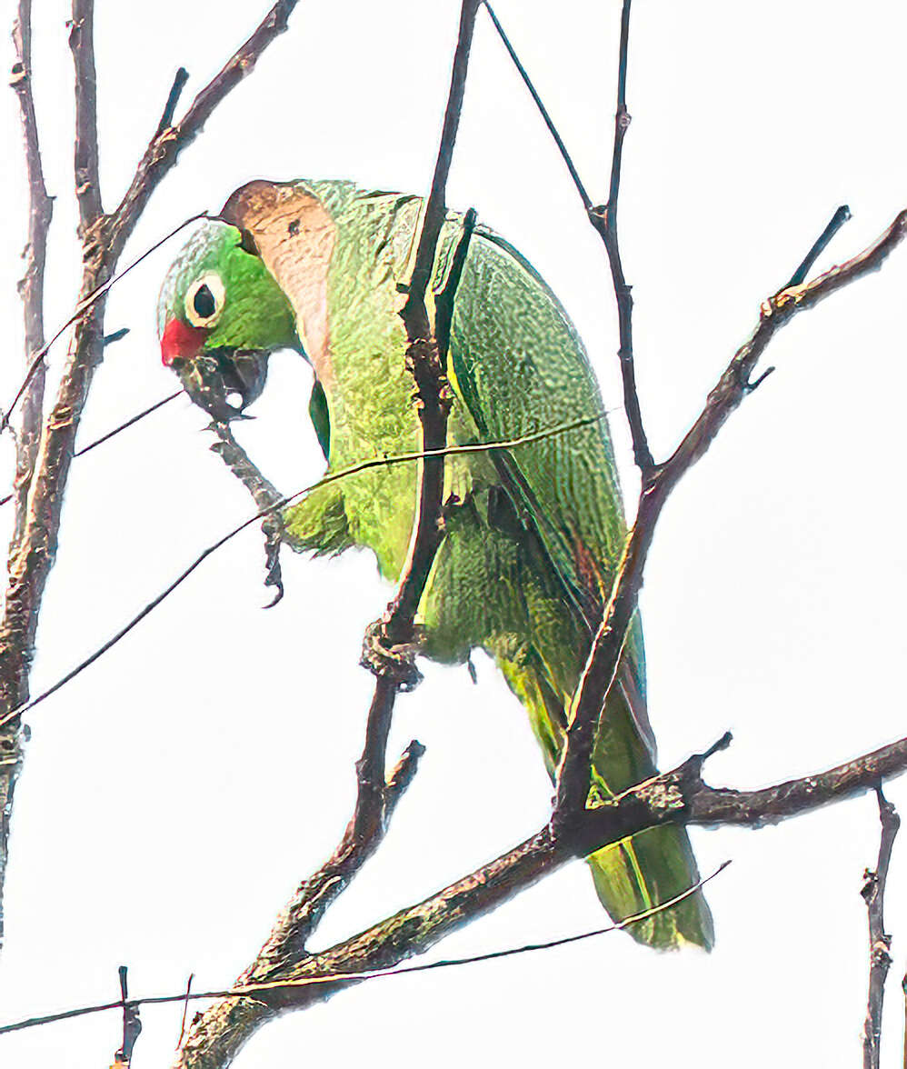 Image of Amazona autumnalis salvini (Salvadori 1891)