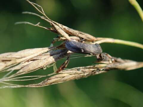 Image of Ergot