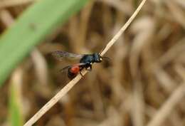 Imagem de Hylaeus nelumbonis (Robertson 1890)