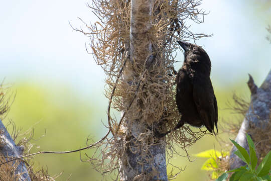 Image of Common Cactus Finch