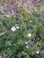 Imagem de Euphrasia officinalis L.