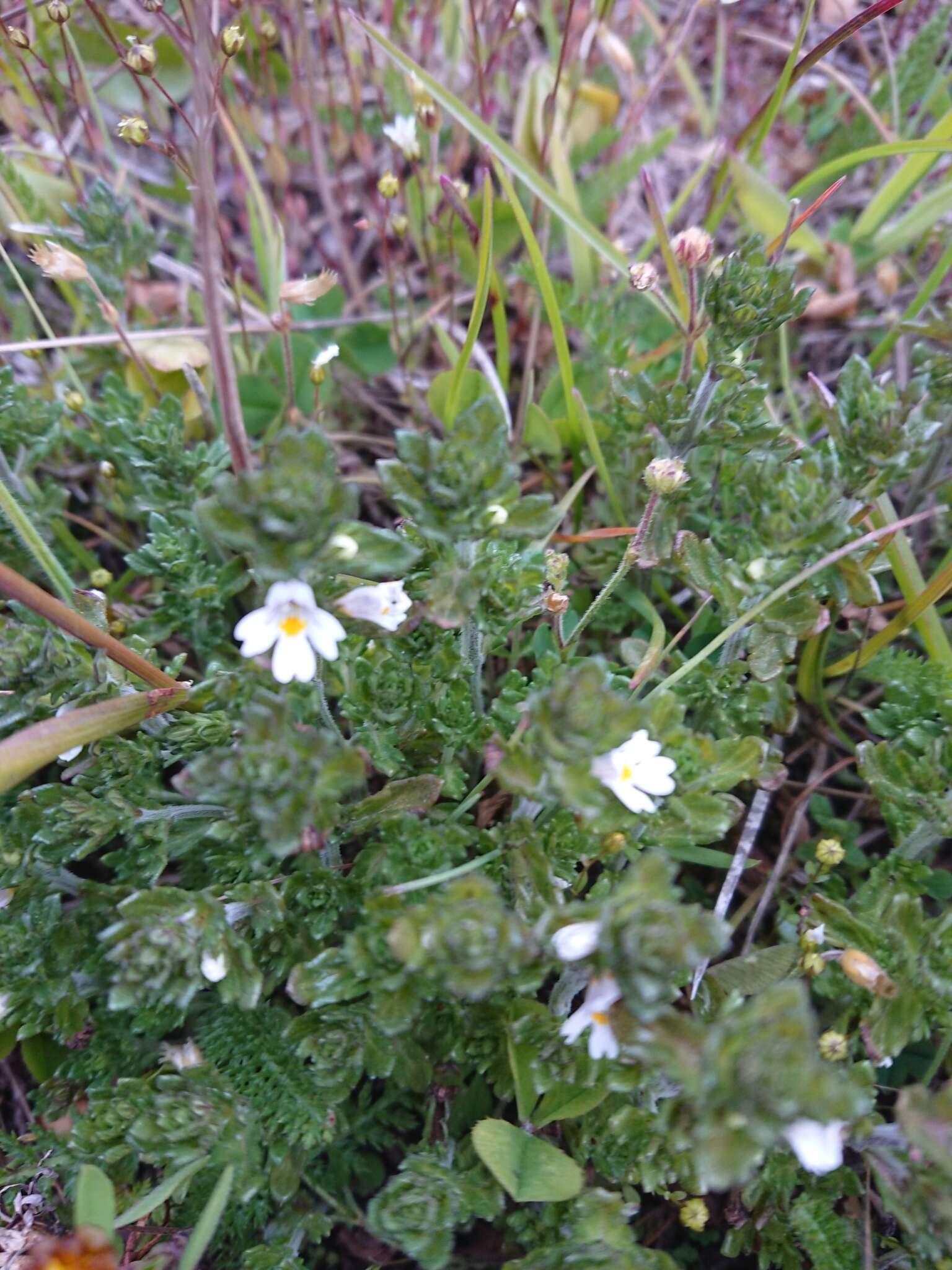 Imagem de Euphrasia officinalis L.