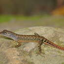 Image of blue-headed forest skink