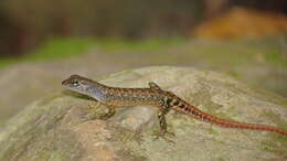 Image of blue-headed forest skink