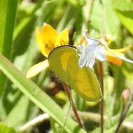 Слика од <i>Eurema <i>brigitta</i></i> brigitta