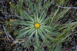 Image of Hypochaeris meyeniana (Walp.) Griseb.