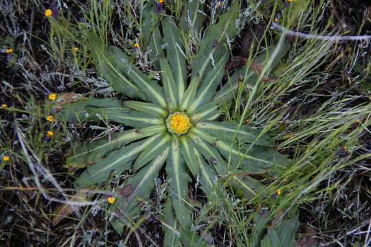 Слика од Hypochaeris meyeniana (Walp.) Griseb.