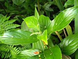 Image of Besleria triflora (Oerst.) Hanst.