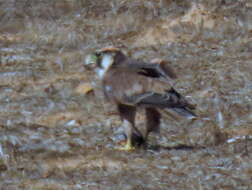 Falco biarmicus biarmicus Temminck 1825 resmi