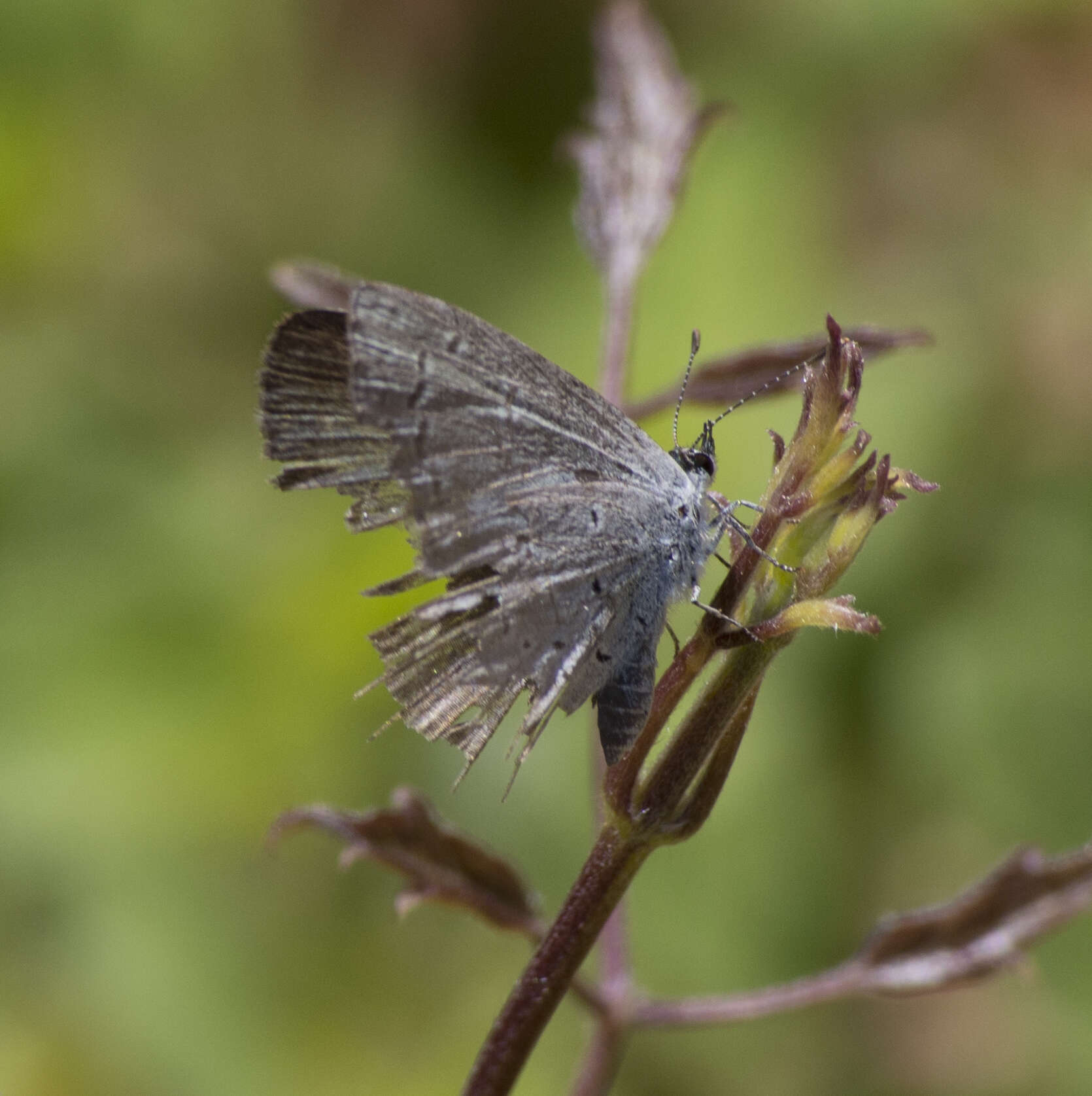 Image of Celastrina echo cinerea (W. H. Edwards 1883)