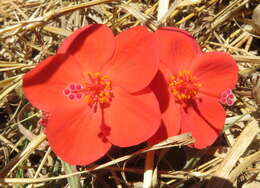 صورة Hibiscus rhodanthus Gürke ex Schinz