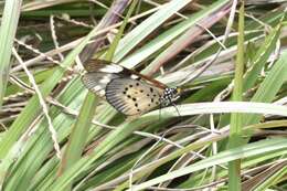 Image of Acraea encedon Linnaeus 1758