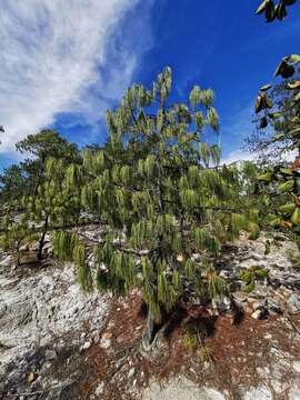 Image of Lumholtz's Pine