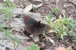 Image of Common Brassy Ringlet