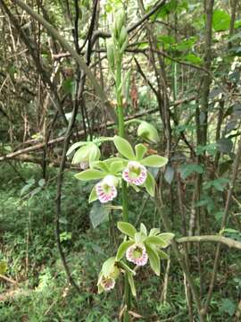 Image of Beyrich's hooded orchid