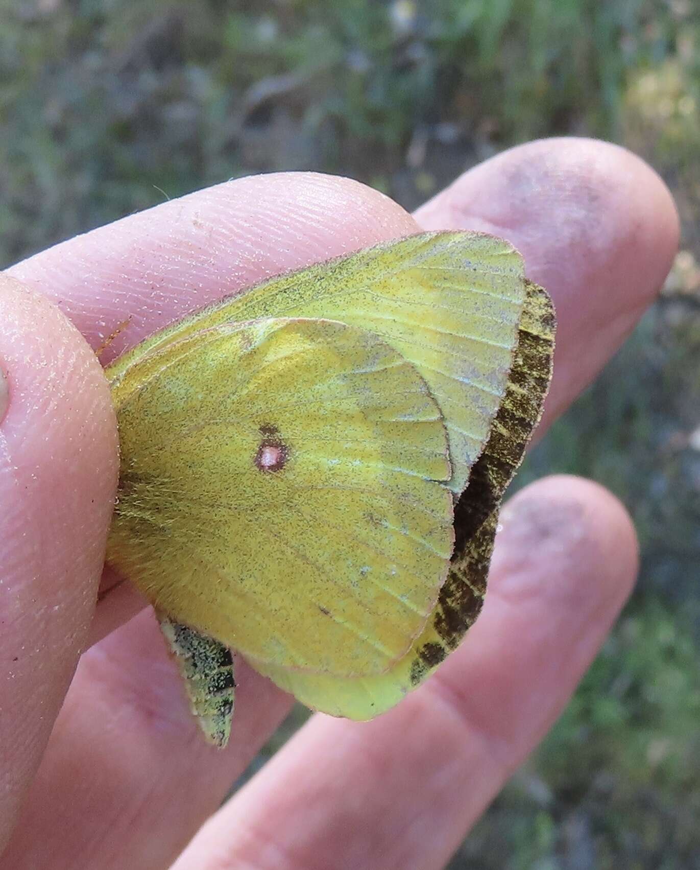 صورة Colias occidentalis Scudder 1862