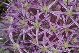 Image of Allium cristophii subsp. cristophii