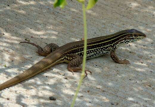 Image of Aspidoscelis costatus mazatlanensis (Zweifel 1959)