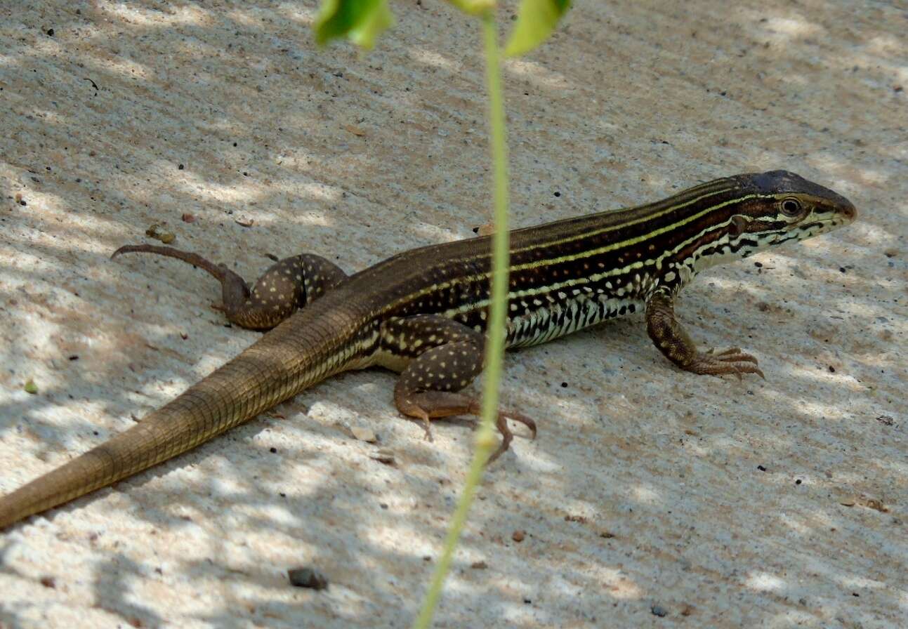 Image of Aspidoscelis costatus mazatlanensis (Zweifel 1959)