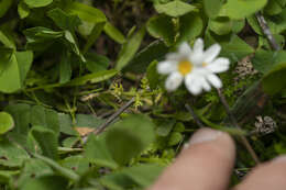 Image of Anthemis chia L.