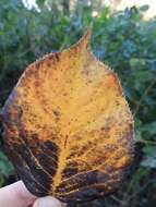 Image of Chinese pear