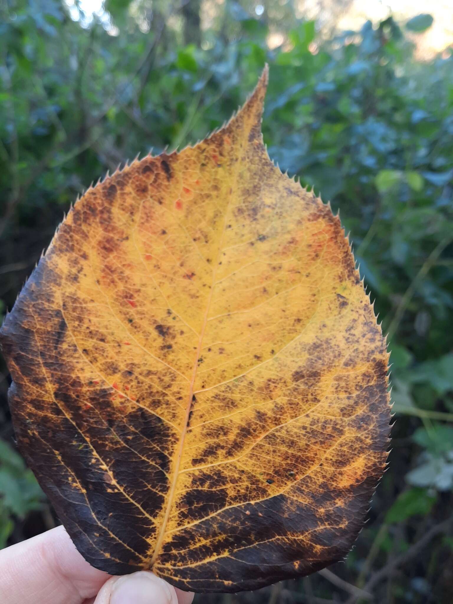 Plancia ëd Pyrus ussuriensis Maxim.