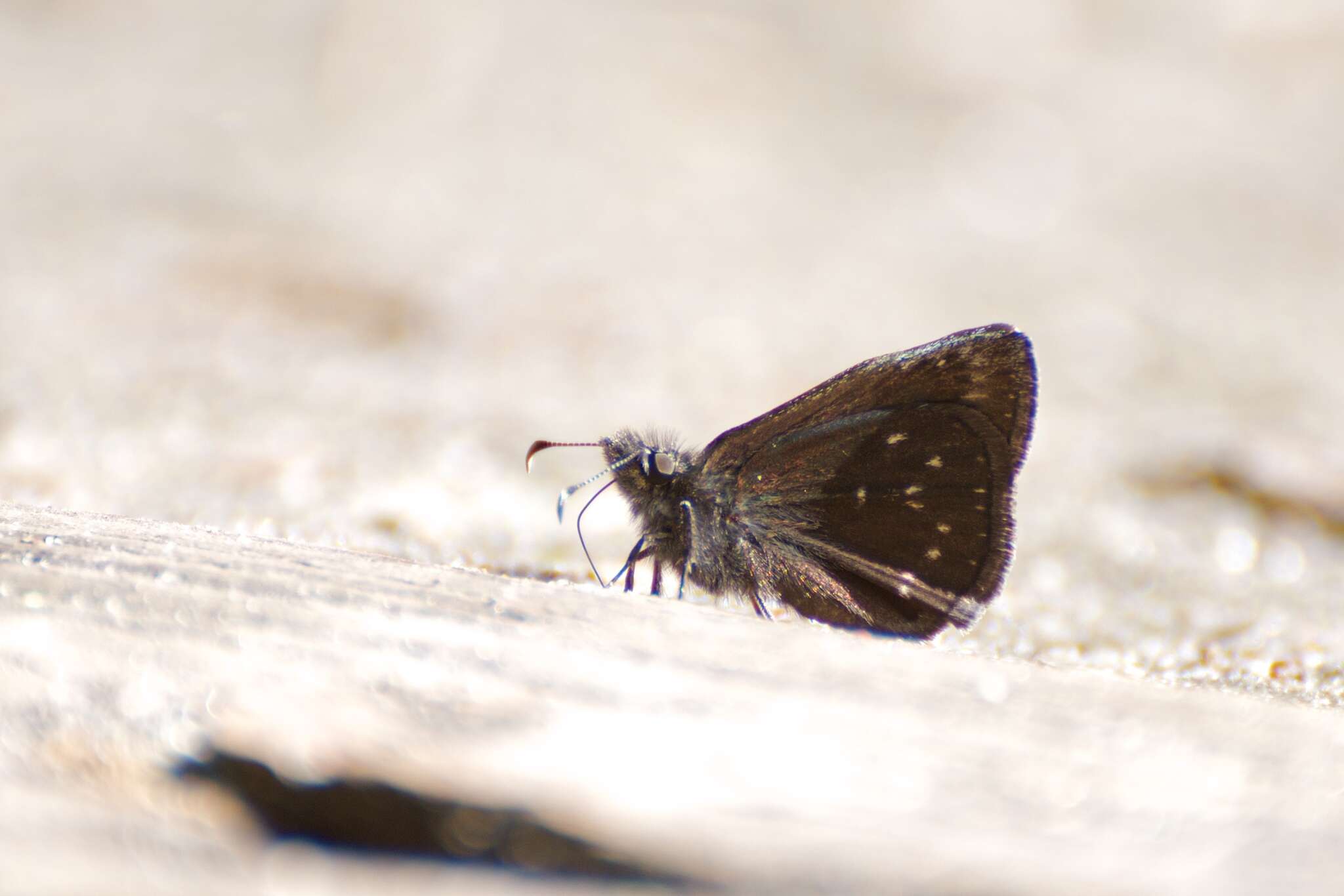 Image of Erynnis brizo somnus (Lintner 1881)