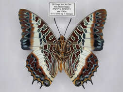 Image of Charaxes brutus angustus Rothschild 1900