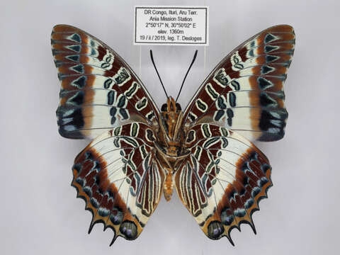 Imagem de Charaxes brutus angustus Rothschild 1900