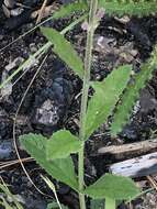 Слика од Verbena carnea Medik.