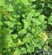 Imagem de Vicia pisiformis L.