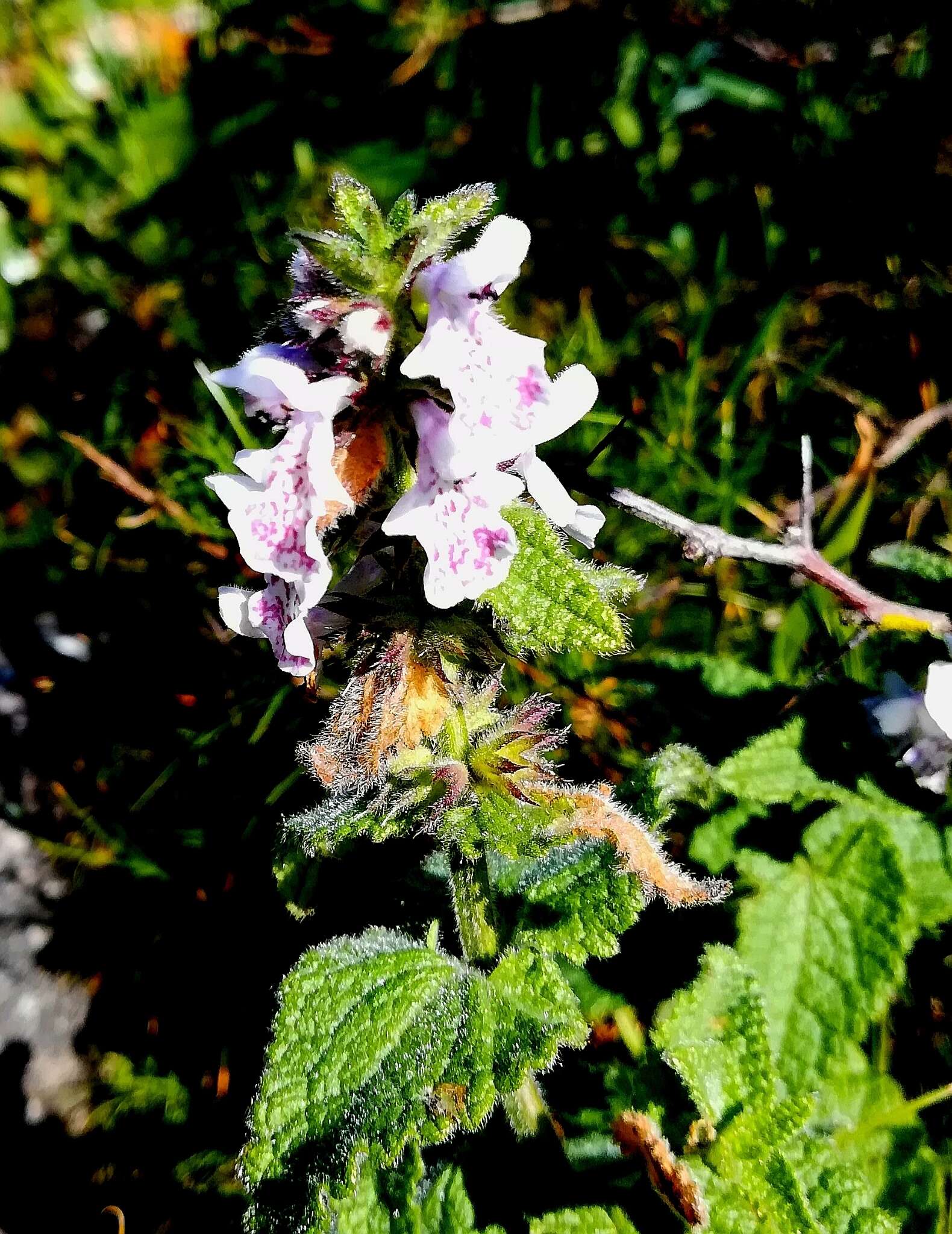 Слика од Stachys bolusii Skan