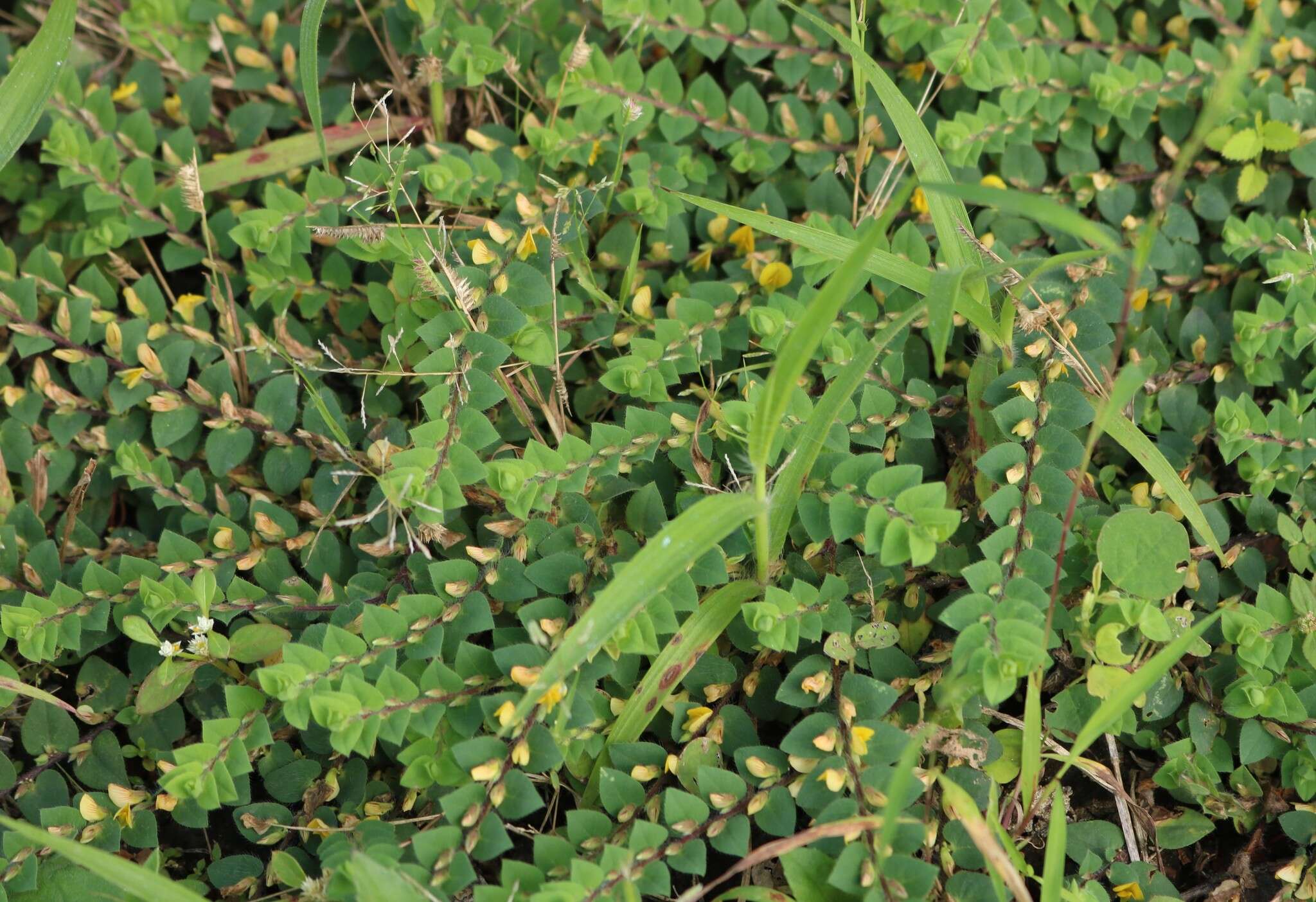 Image of Crotalaria hebecarpa (DC.) Rudd