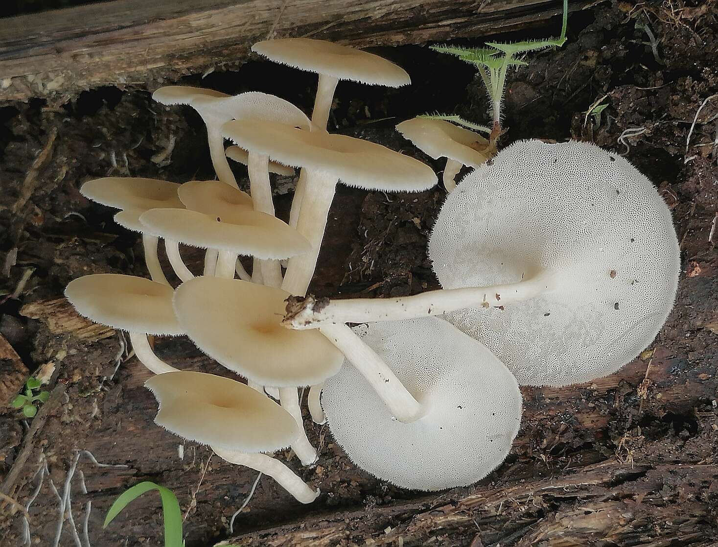 Image of Lentinus flexipes (Fr.) Zmitr. & Kovalenko 2016