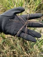 Image of African Bermudagrass