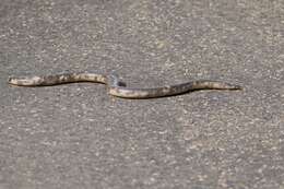 Image of Afrotyphlops Broadley & Wallach 2009