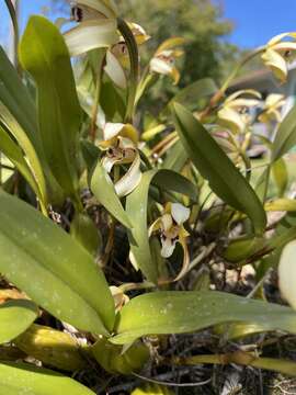 Imagem de Maxillaria chrysantha Barb. Rodr.