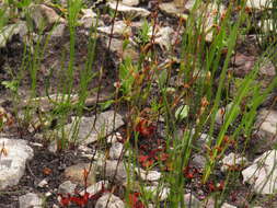 Image of Disa obliqua subsp. clavigera (Lindl.) Bytebier