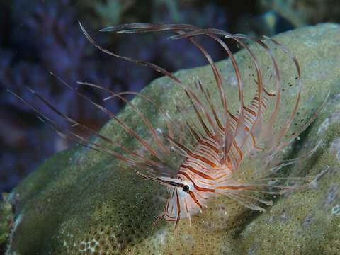 Image of Red lionfish