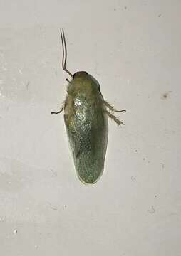 Image of Green Banana Cockroach