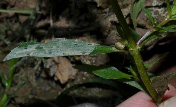 Image of Round-Fruit Hedge-Hyssop