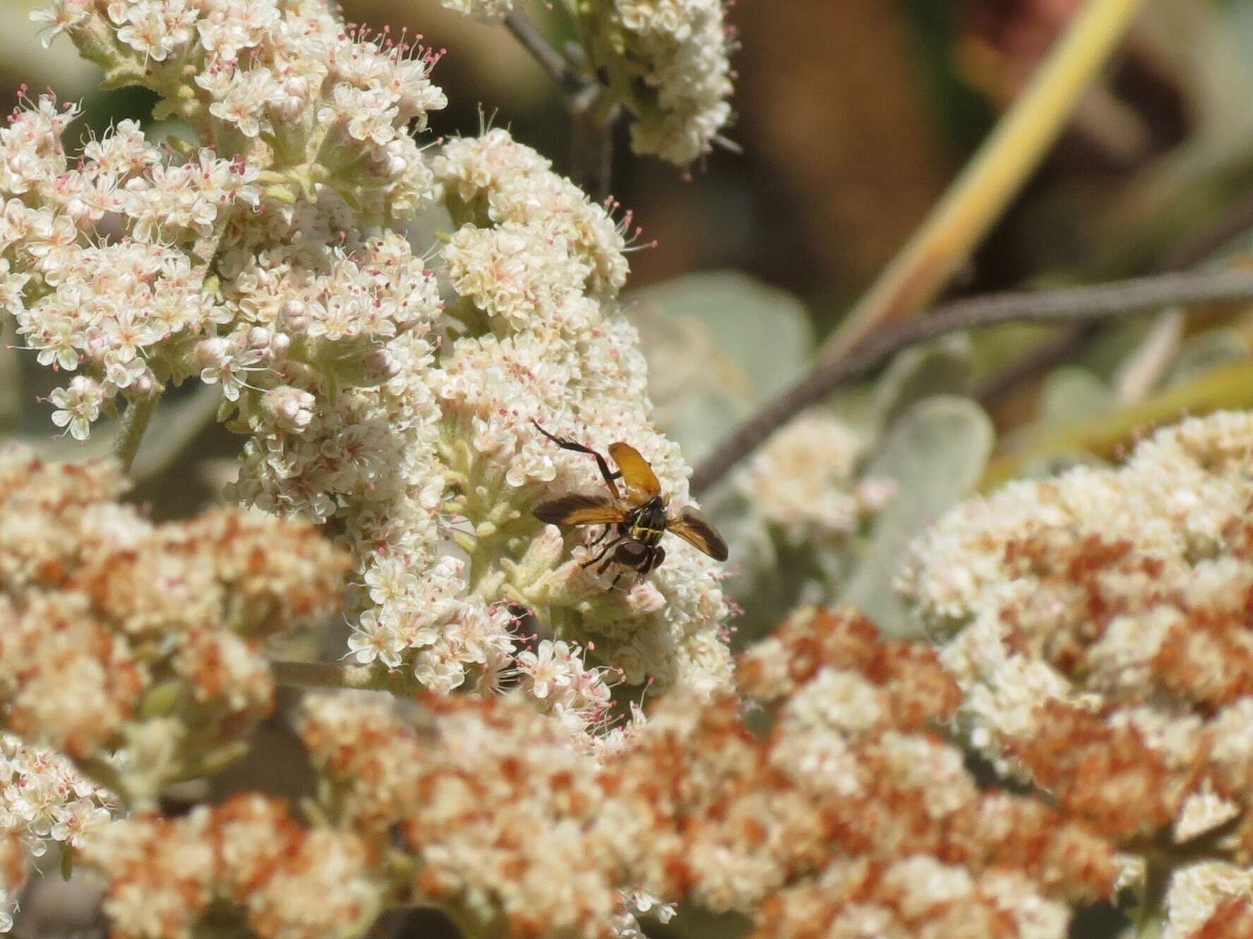 Image of Tachinid fly