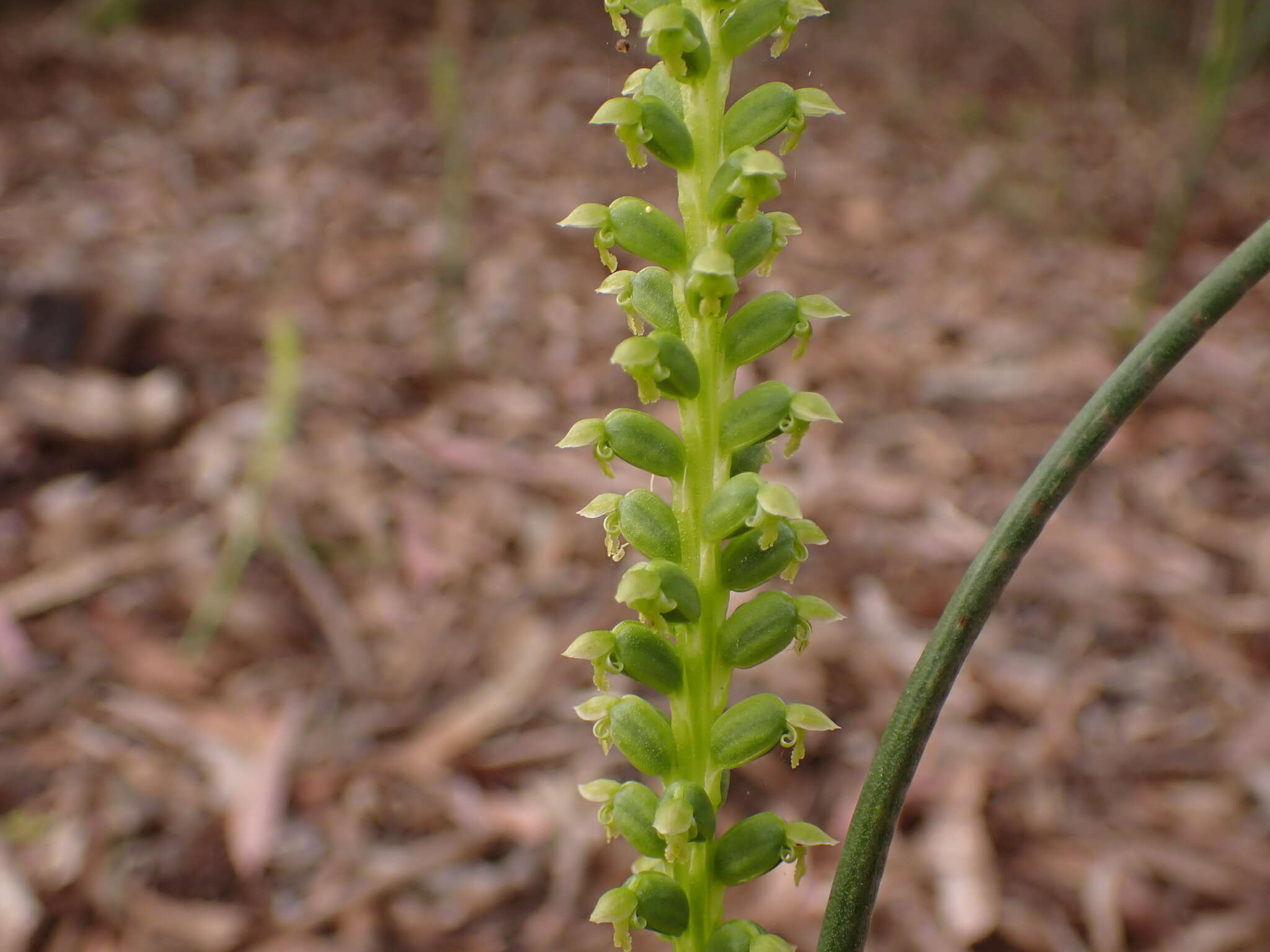 Image of Mignonette orchid