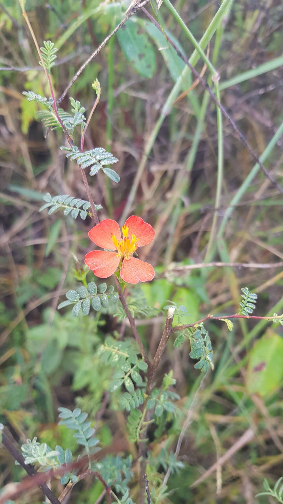 Слика од Adenophyllum glandulosum (Cav.) J. L. Strother